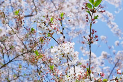 Free Beautiful cherry blossom branches against a clear blue sky, capturing the essence of spring. Stock Photo