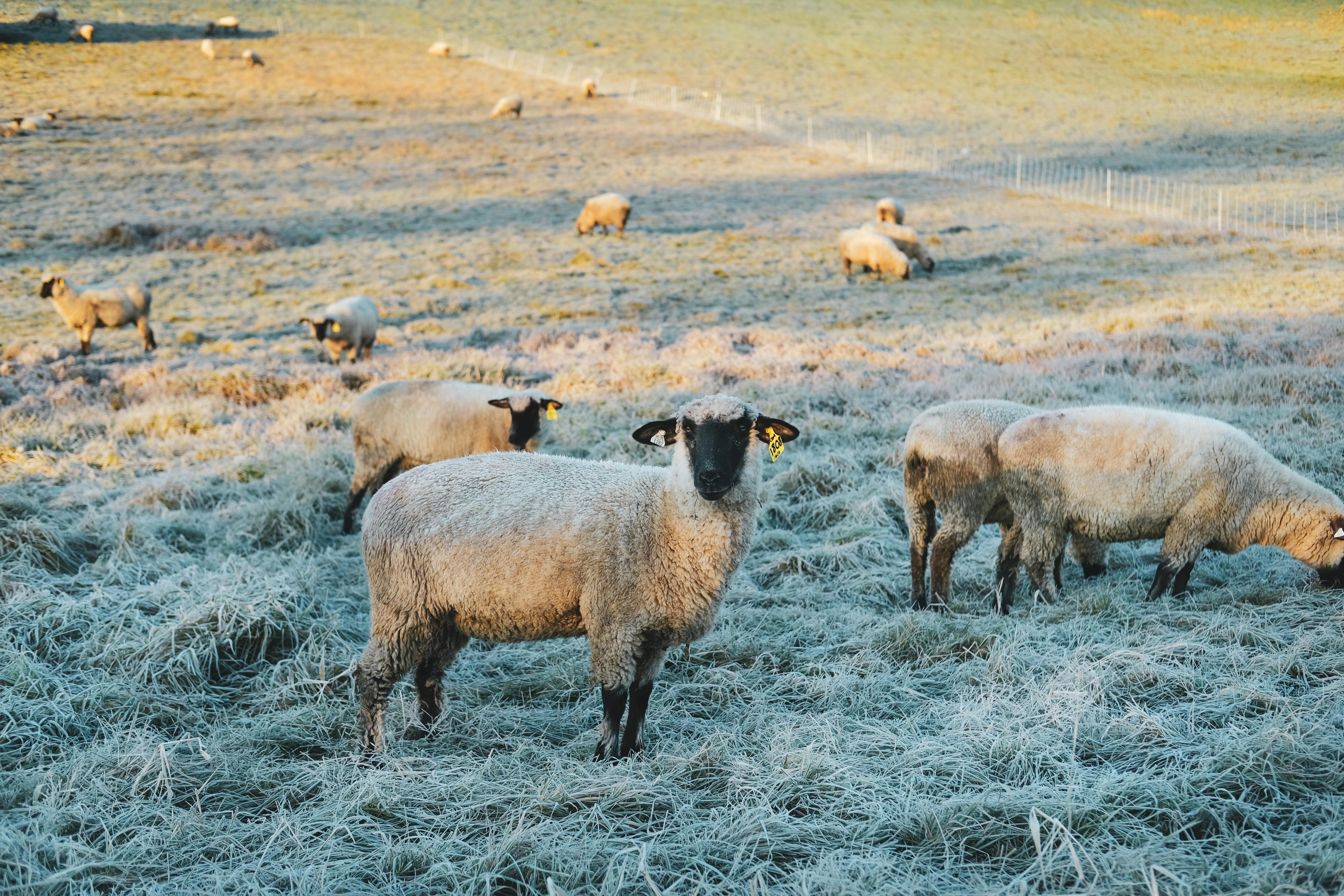 sheep with ear tags eating on grassland