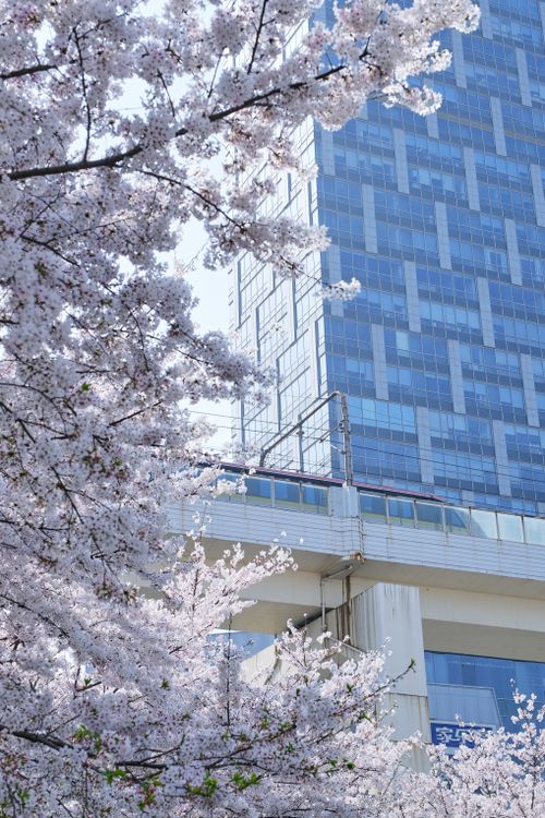 Free A scenic urban view blending cherry blossoms with a modern skyscraper, showcasing springtime in the city. Stock Photo