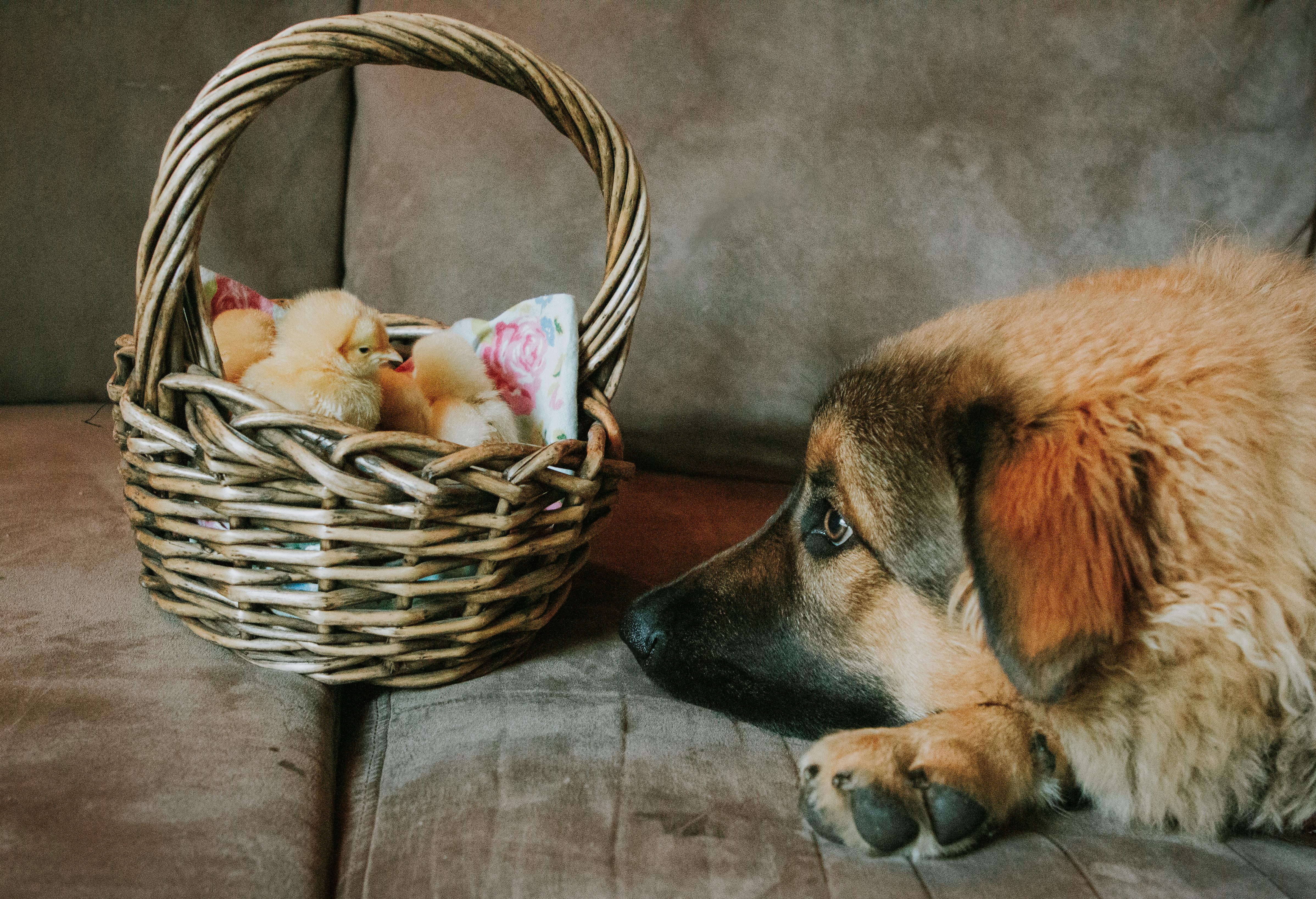 a dog beside a basket of chicks