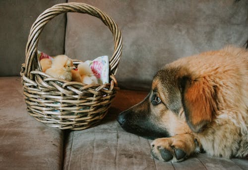 Free A Dog Beside a Basket of Chicks  Stock Photo