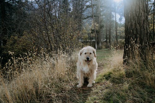 A Golden Retriever Sitting