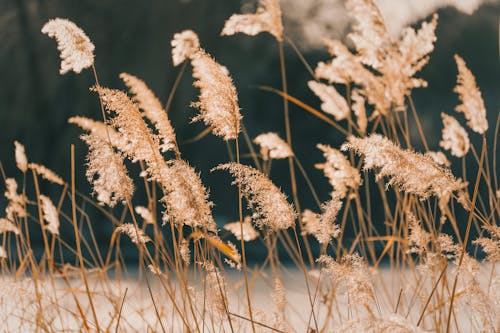 Foto stok gratis alam, bunga rumput, halus