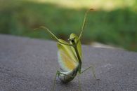 Wild green mantis insect with wings sitting on stone surface against grassy lawn on blurred background in rural area of countryside
