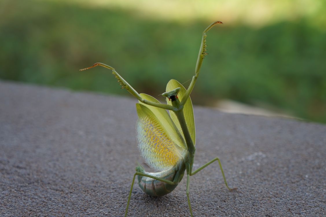 Las mejores 100+ fotos de Mantis · Descarga totalmente gratuita · Fotos ...