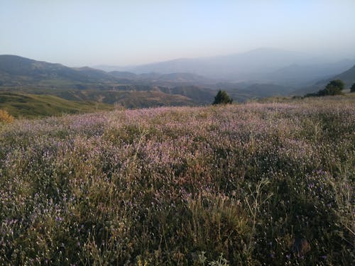 Imagine de stoc gratuită din câmp, cețos, flori mov