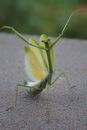 Mantis with wings on stone surface