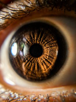Detailed macro shot highlighting the intricate patterns of a human iris.