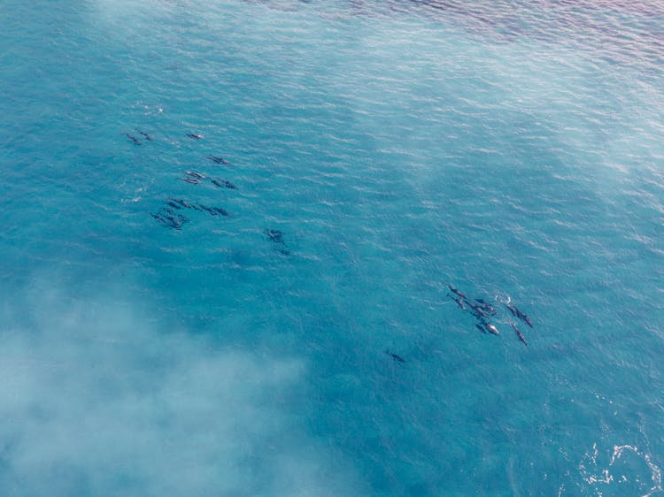 Aerial View Of Dolphins Swimming