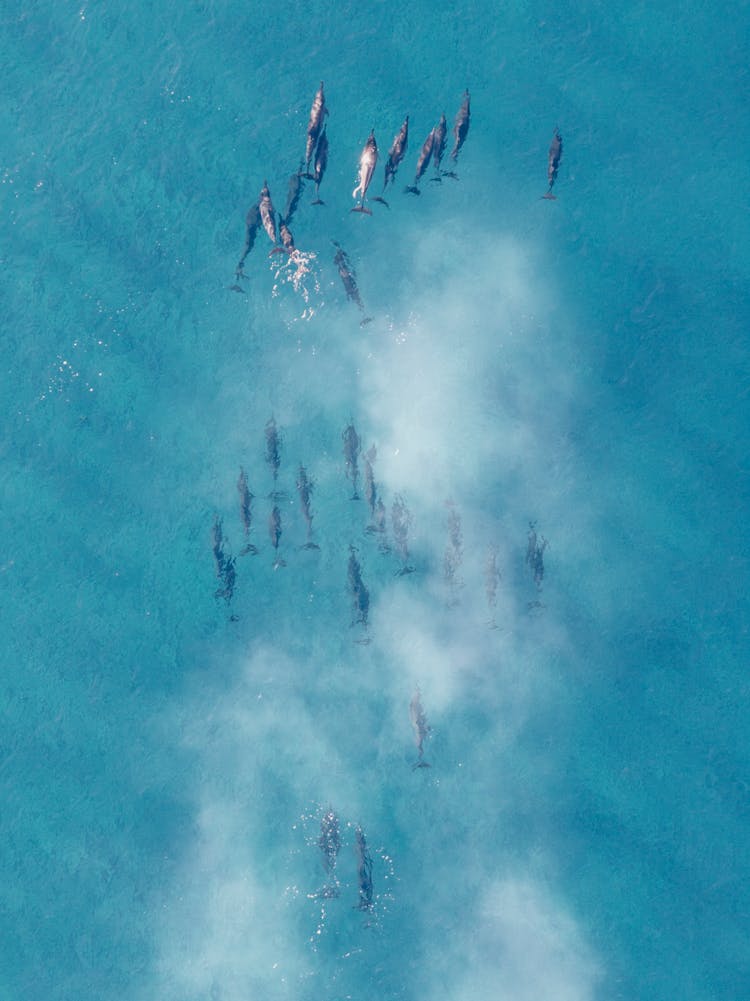 Dolphins Swimming In The Water 