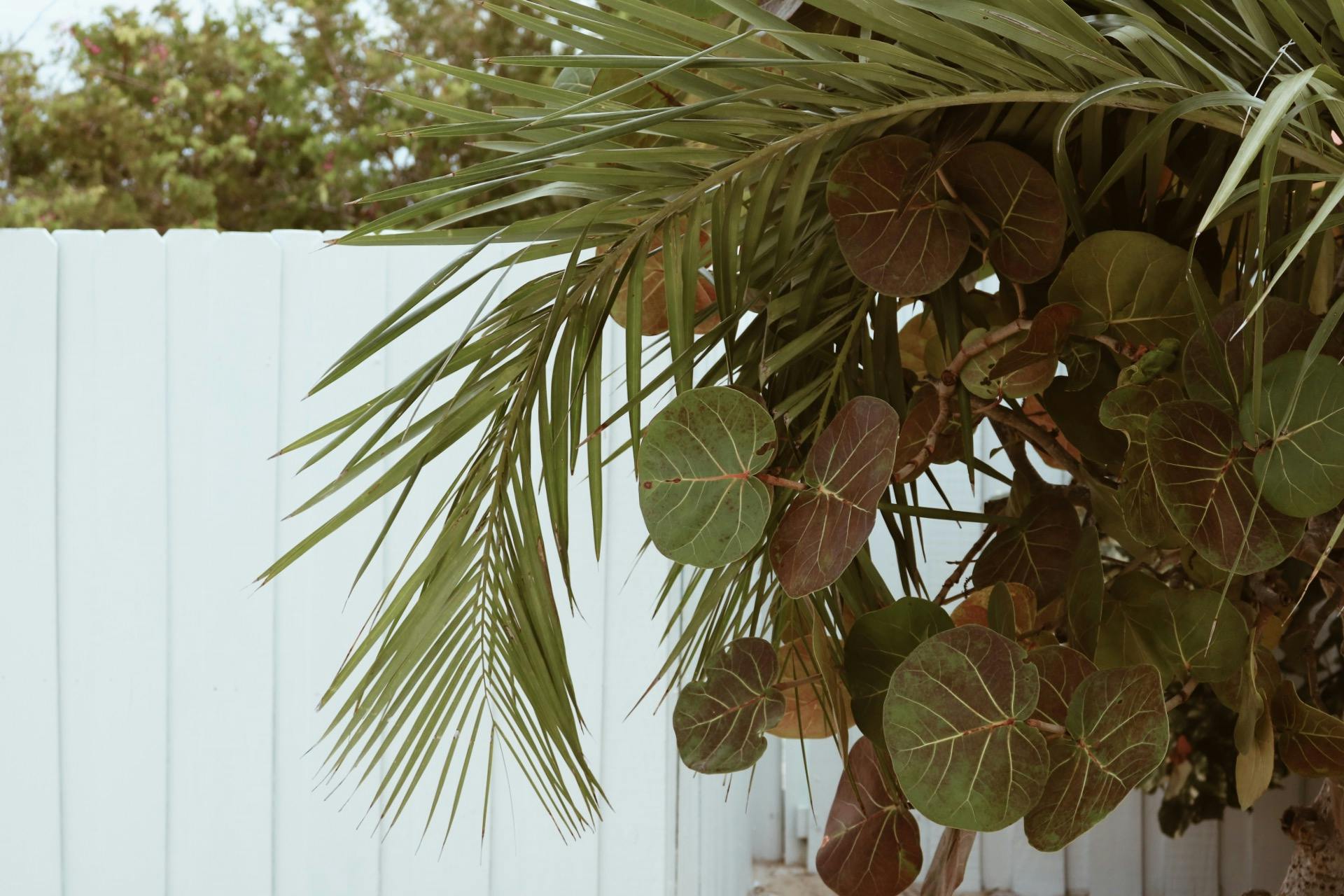 Green Fan Leaf Plant · Free Stock Photo