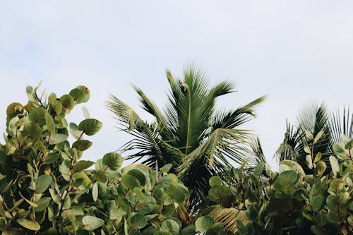 Plantes à Feuilles Vertes