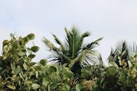 清澈的蓝天下，充满活力的绿色棕榈叶轻轻摇曳，散发着热带气息