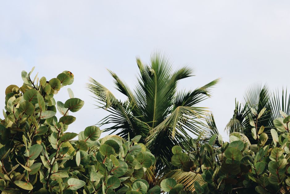 Palm fronds and tropical garden leaves in Darwin