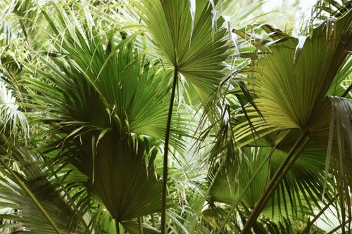 Free Close-up of vibrant fan palm leaves creating a lush tropical garden atmosphere. Stock Photo