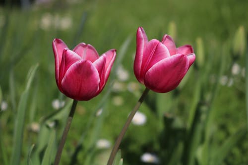 Ingyenes stockfotó elmosódott háttér, növényvilág, rózsaszín tulipánok témában
