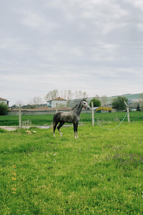 A Black Horse on a Grassy Field