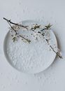 Top view of thin sprig with small white flowers placed on plate covered with petals on white background in studio