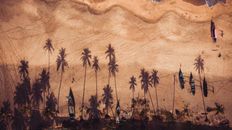 Brown Coconut Palm Trees on Brown Sand