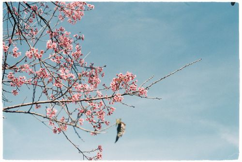 Free Cherry blossom branches against a vivid blue sky, capturing the essence of spring. Stock Photo