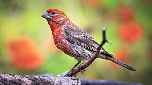 A Common Rosefinch on a Branch 