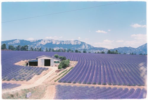 Imagine de stoc gratuită din agricultură, câmp, colibă