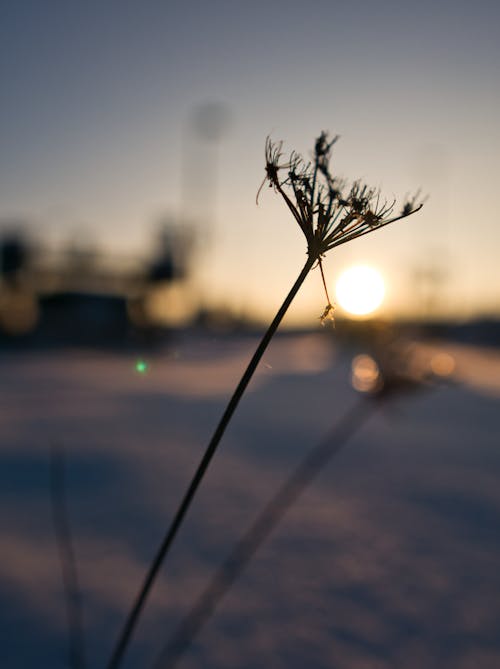 คลังภาพถ่ายฟรี ของ ตะวันสีทอง, ฤดูหนาว, หิมะ