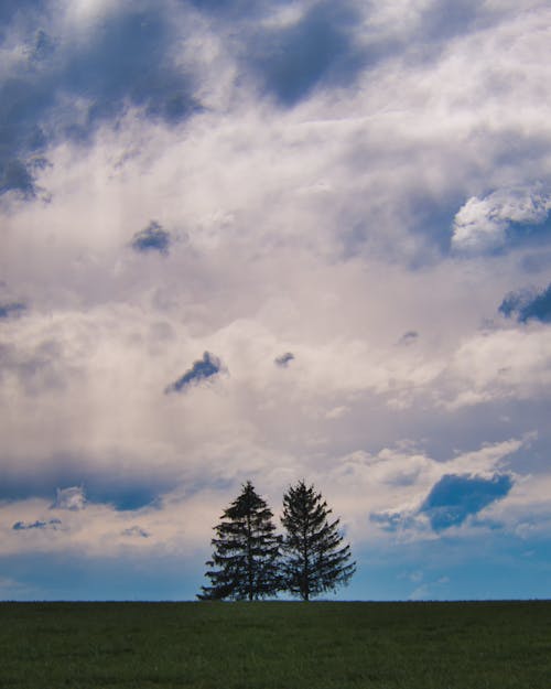 Kostnadsfri bild av barrträd, himmel, moln