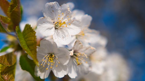 Kostnadsfri bild av äppelträd, blomma, blomstrande blommor