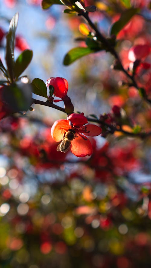 Kostnadsfri bild av bi, bokeh, röd