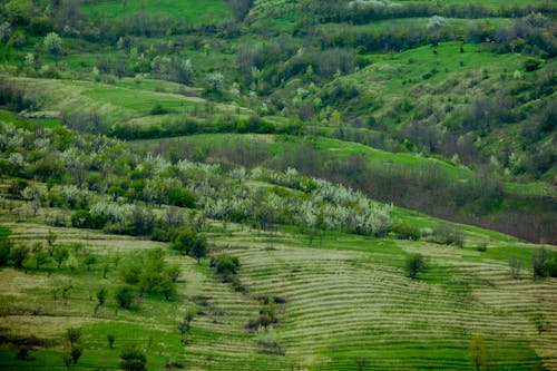 Imagine de stoc gratuită din agricultură, arbori veșnic verzi, câmp