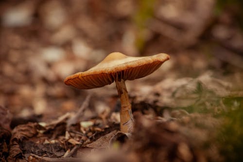 Wild Mushroom in Tilt Shift Lens