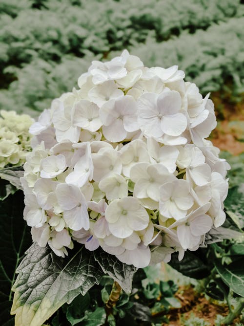 Beautiful White Flowers on a Plant