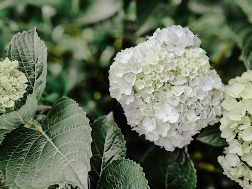 Blooming White Flowers of the Plants