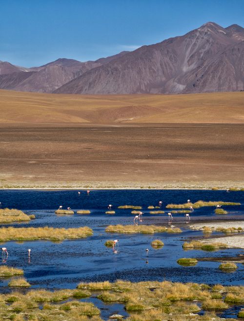 Free Capture of flamingos wading in a vibrant wetland against the backdrop of mountains in Antofagasta, Chile. Stock Photo