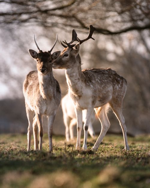 Free Herd of cute sika deer standing on grassy meadow near tall trees in wild forest on summer day on blurred background Stock Photo