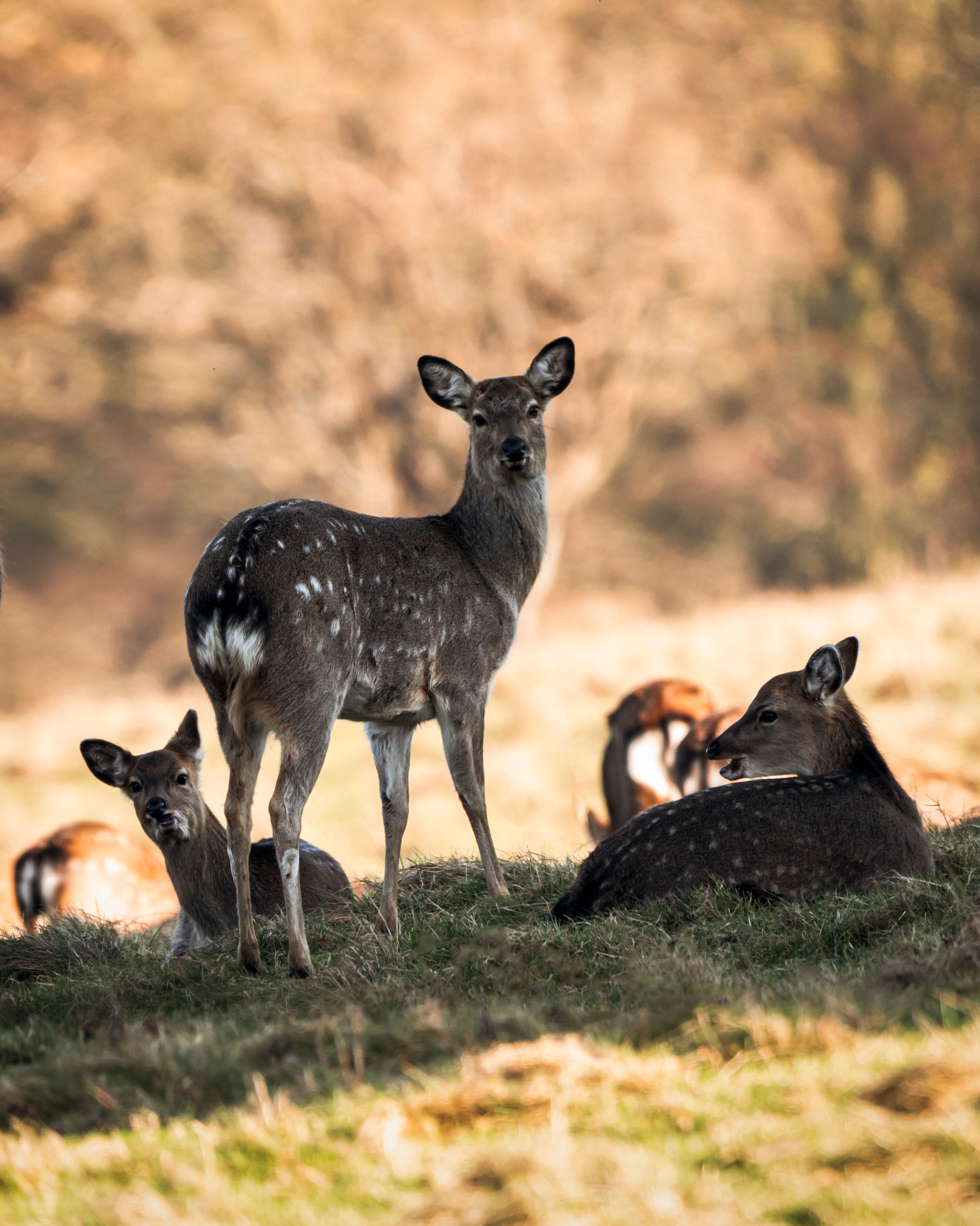 Herd of graceful spotted deer with white spots grazing on green grassy field in forest with trees on blurred background