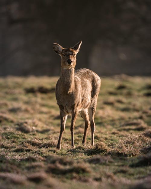 Foto d'estoc gratuïta de a l'aire lliure, amable, animal