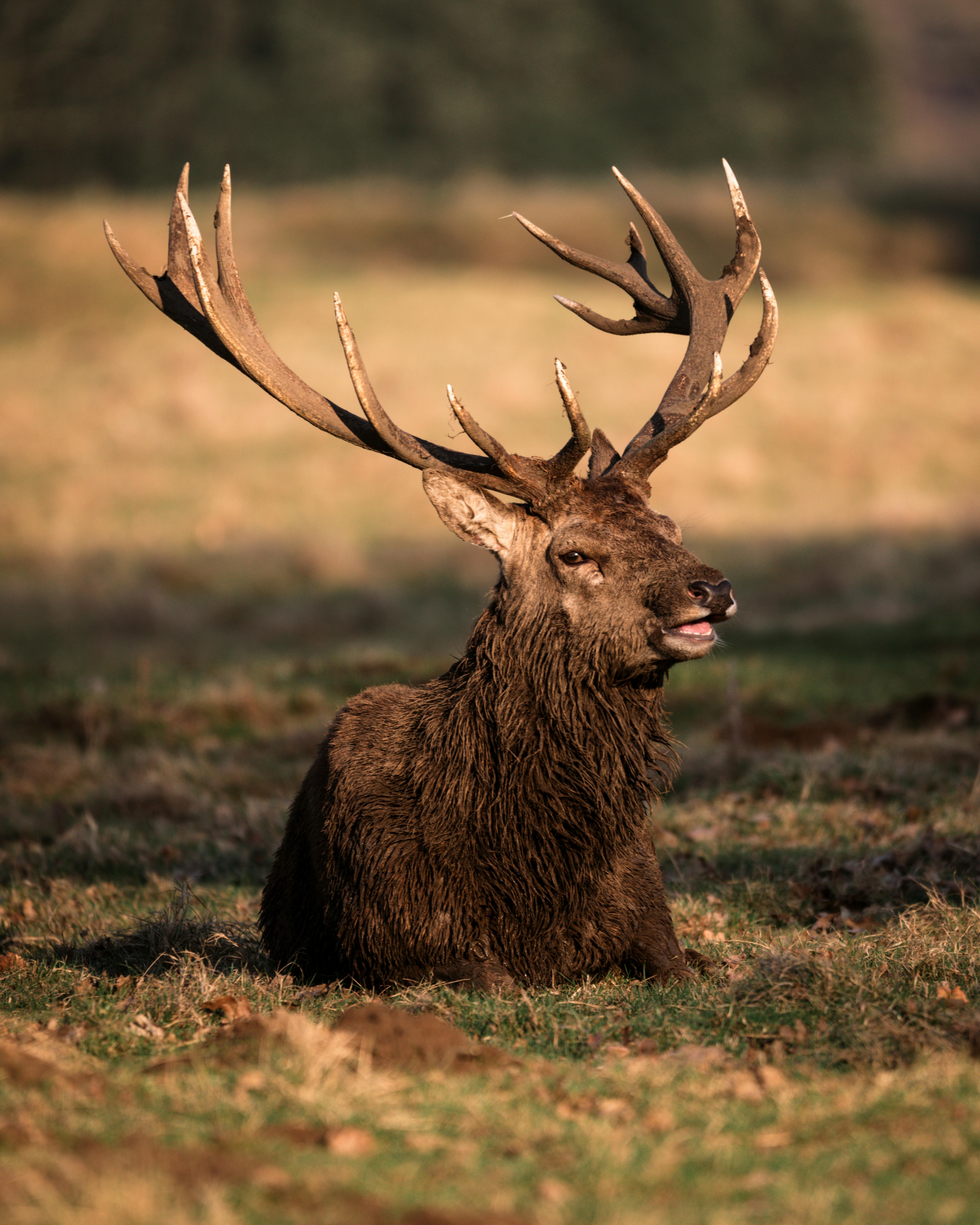 deer with huge antlers on glade with grass