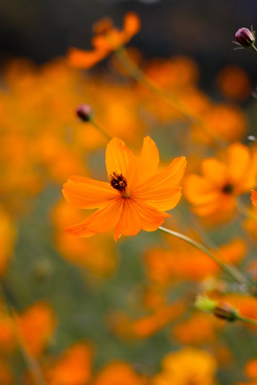 Free Close Up Photo of an Orange Flower Stock Photo