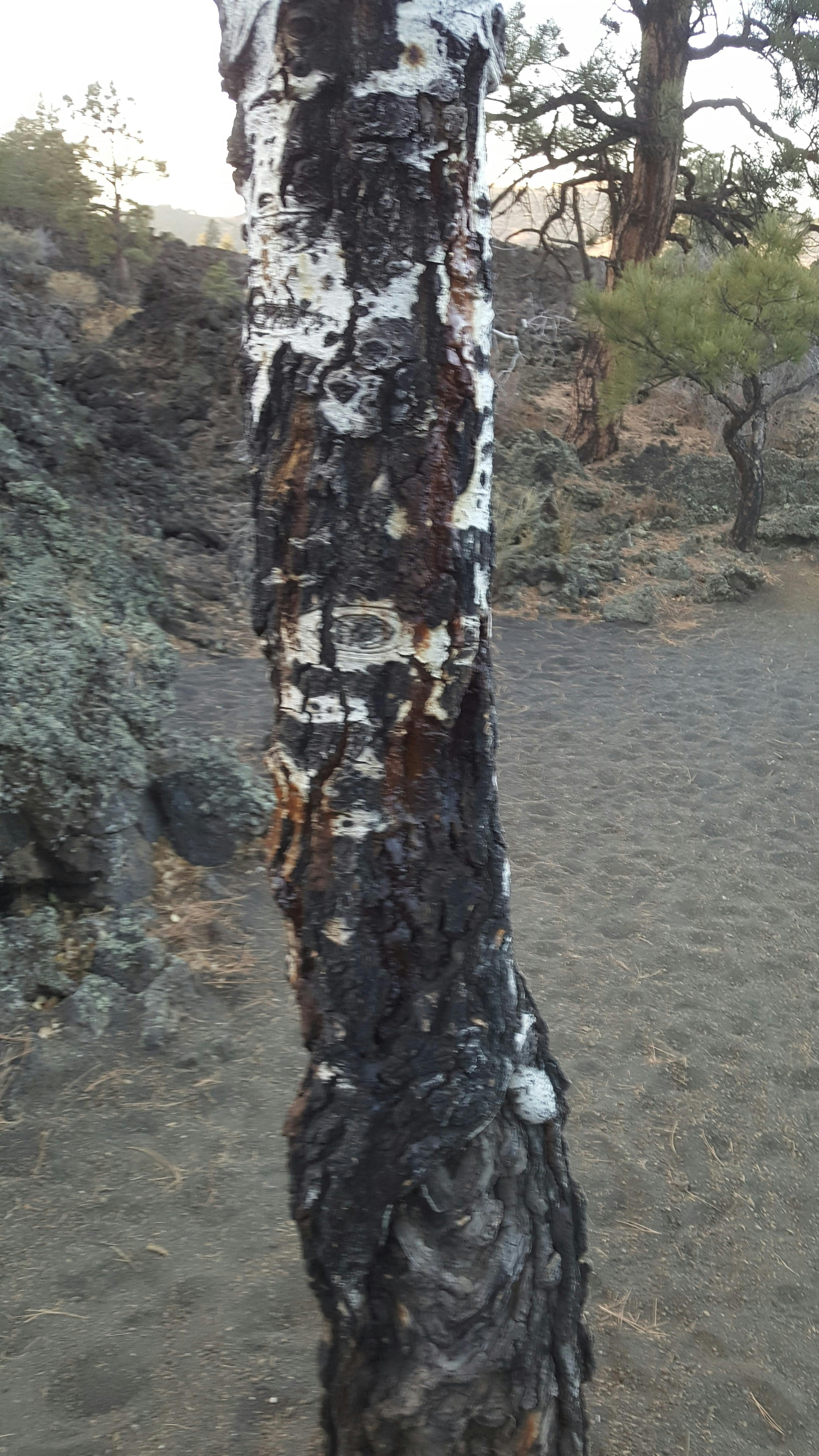 Free stock photo of burnt, lava, tree