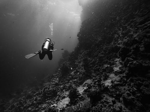 Free Person in Black Wetsuit Underwater Stock Photo