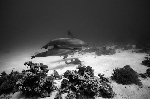 Základová fotografie zdarma na téma delfíni, fotka z vysokého úhlu, oceán moře