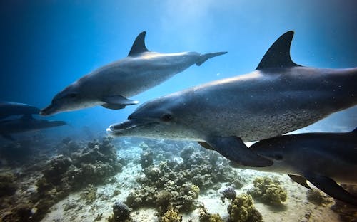 Безкоштовне стокове фото на тему «Дельфіни, зйомка з висоти, морський океан»