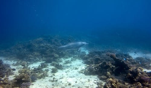 Základová fotografie zdarma na téma delfíni, fotka z vysokého úhlu, oceán moře