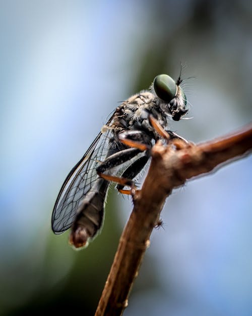 Free Macro Photography of a Fly Perched in Wood Stock Photo