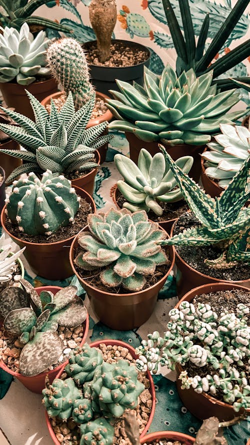Free Potted Succulent Plants  Stock Photo