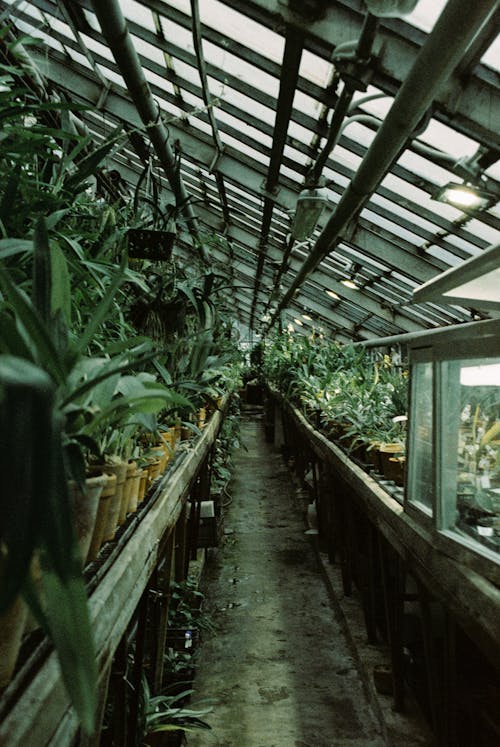 Foto d'estoc gratuïta de botànic, hivernacle, horticultura