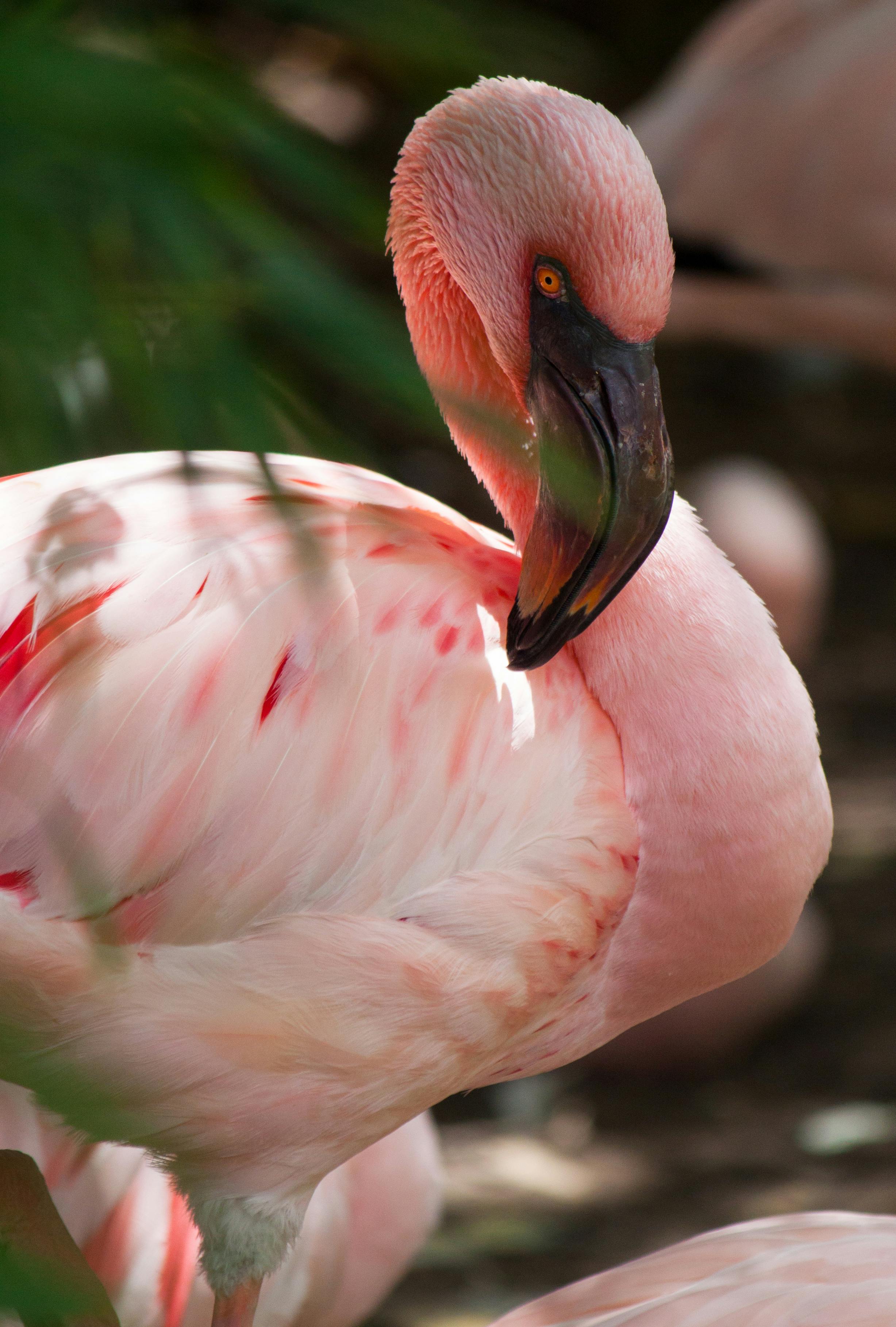 selective-focus-photography-of-pink-flamingo-free-stock-photo