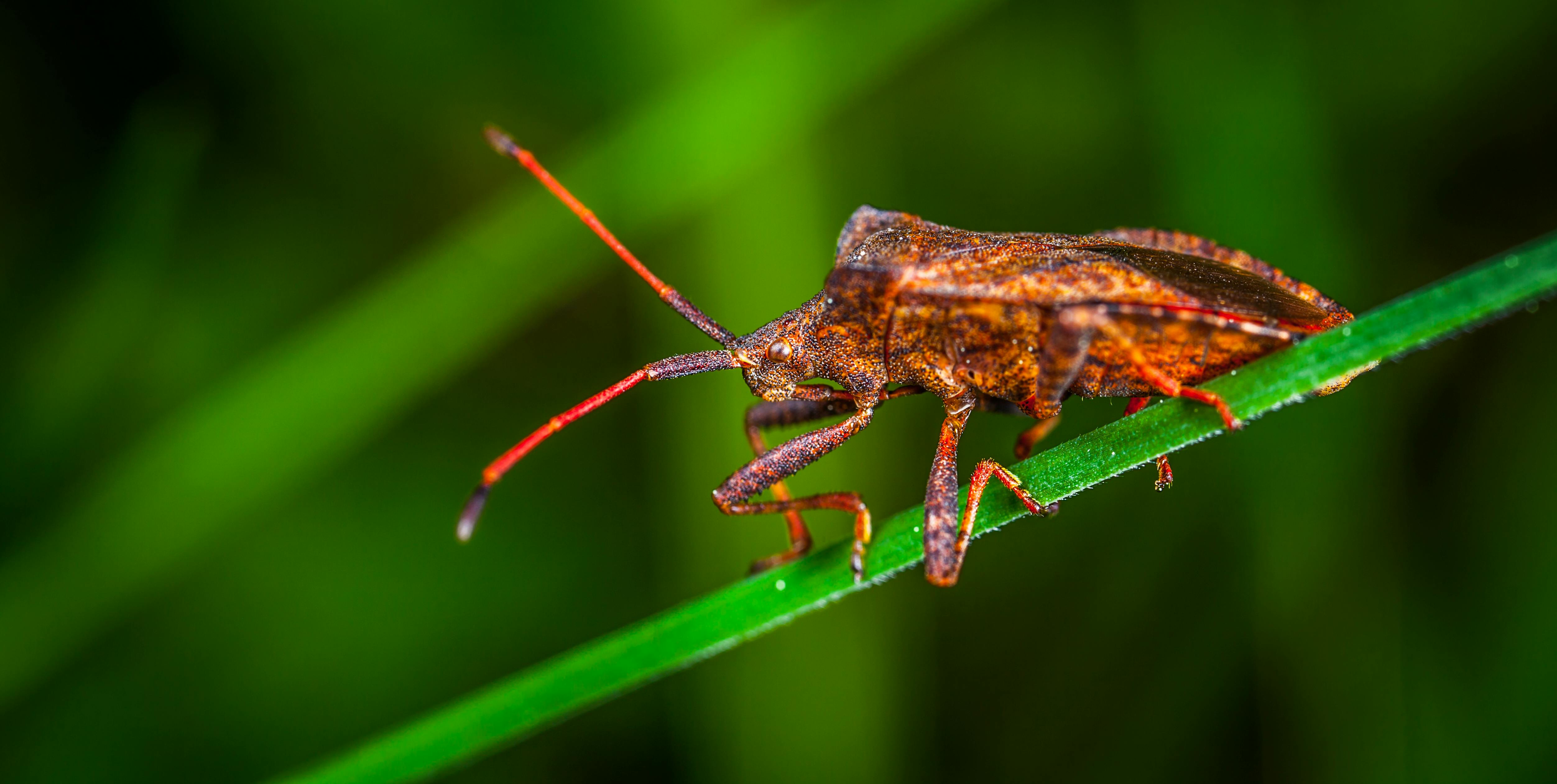 Free stock photo of bug, insect, macro - 1200 x 627 jpeg 51kB